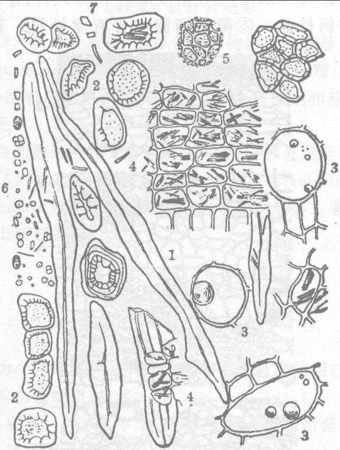 肉桂石细胞 手绘图图片